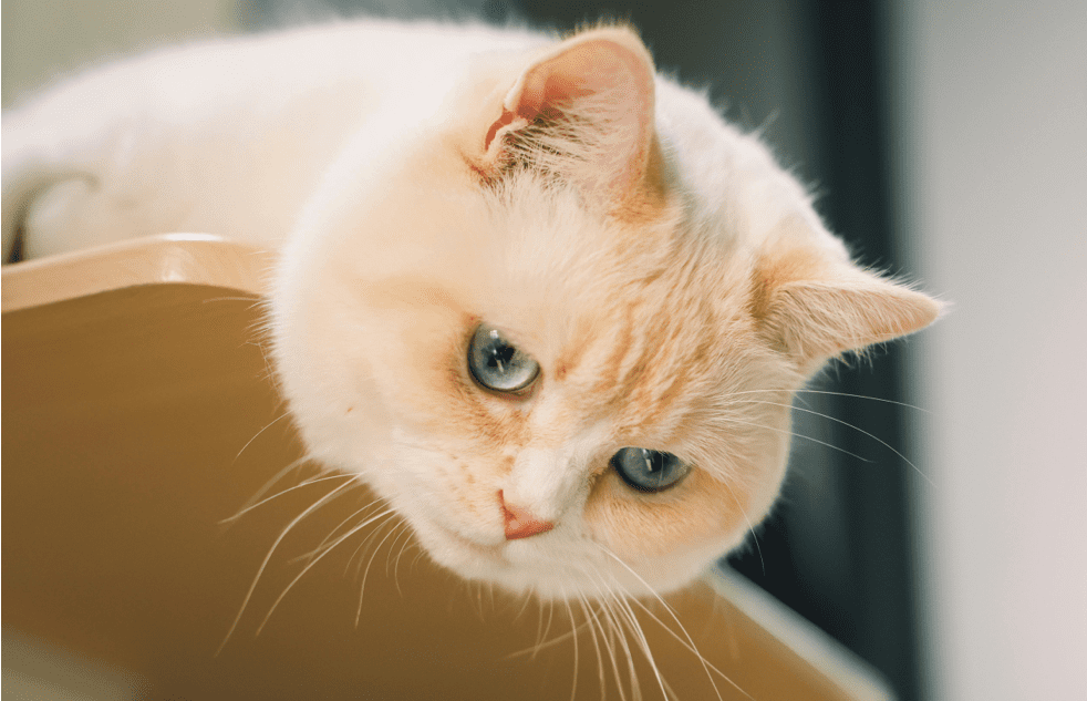 Cat Blog
