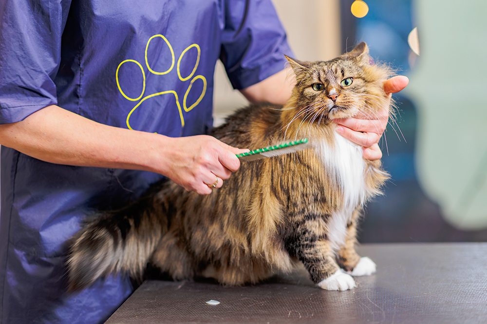 Vet or cat Groomer