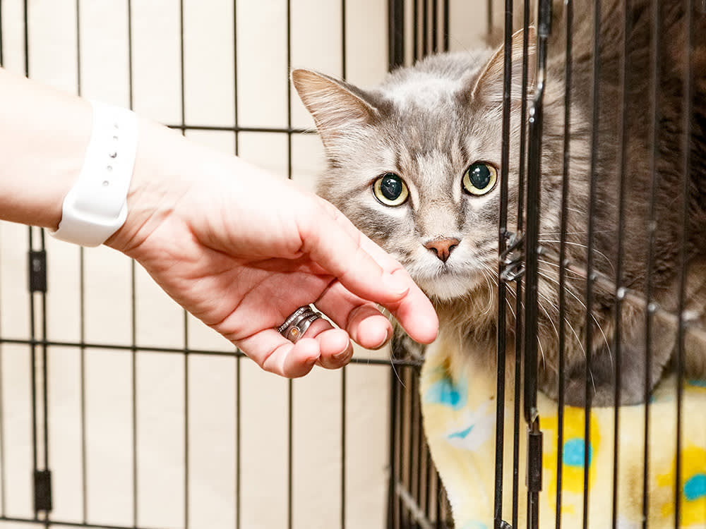 Rescue or Shelter